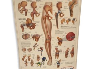 3D Medical Poster